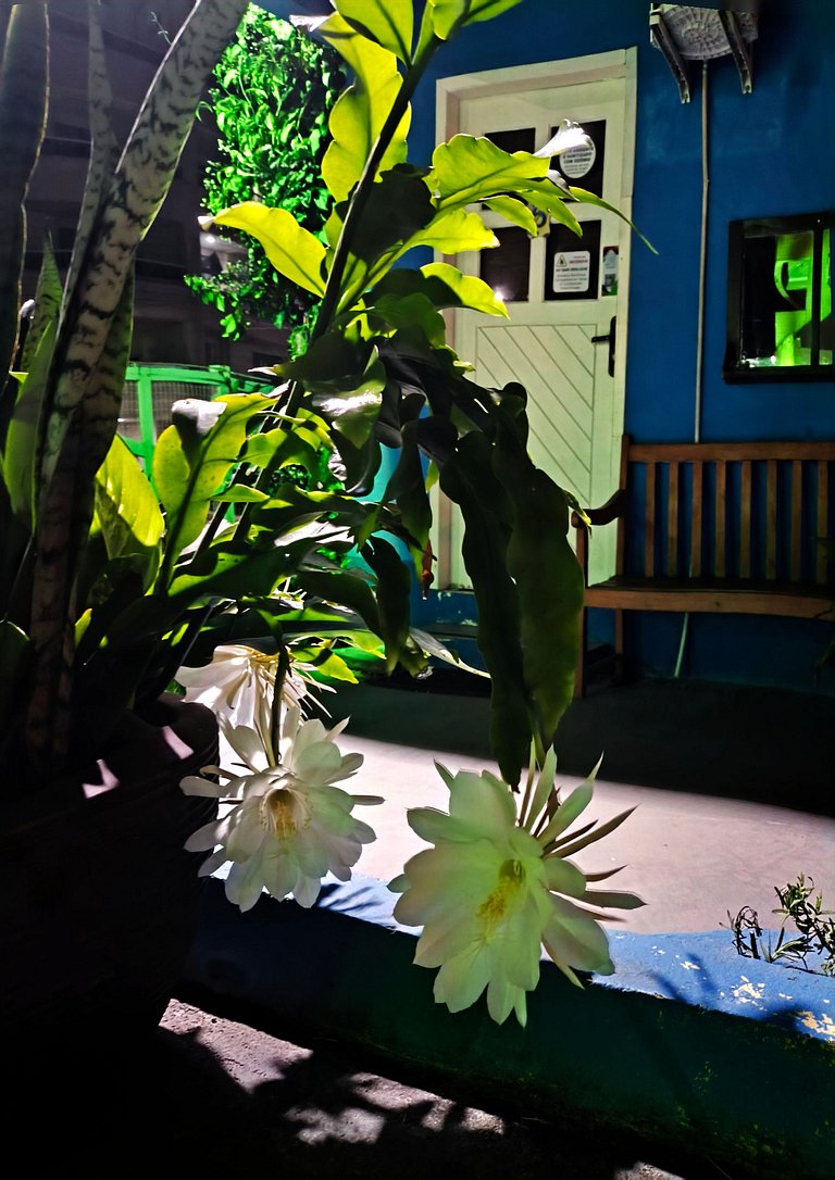 Delicinha do Mar na Praia de Bombas - Loft 01