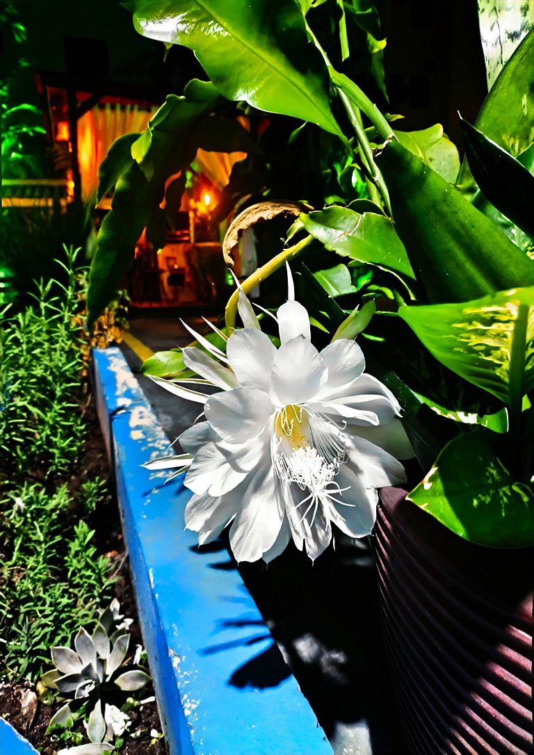 Delicinha en Praia de Bombas - loft 01